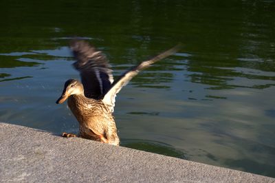 Duck on lake