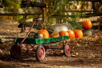 Pumpkins on wagon