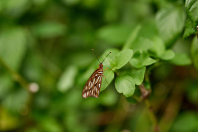 Close-up of butterfly on plant