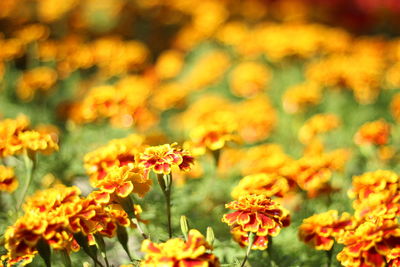 Close-up of fresh yellow flowers in field