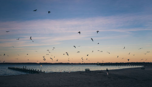 Birds flying over sea against sky