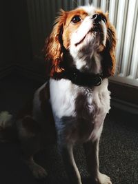 Close-up of dog looking up