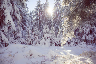 Snow covered trees against bright sun