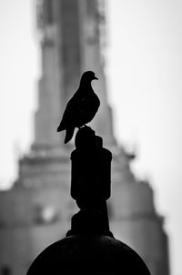 Low angle view of bird perching on statue