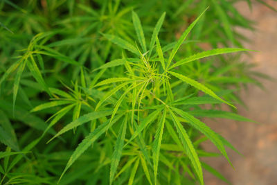 Close-up of fresh green plant