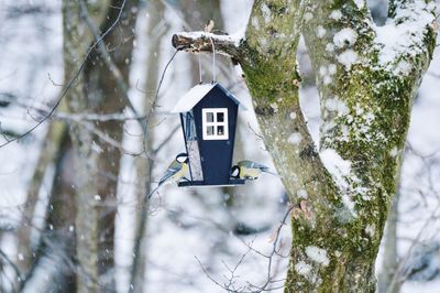 Great tits perching on bird house in forest during winter