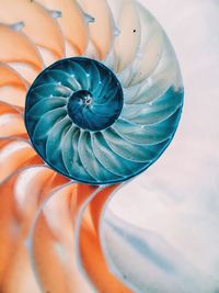 Close-up of nautilus shell