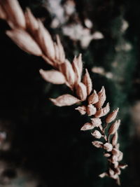 growth