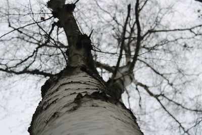 Low angle view of bare tree against sky