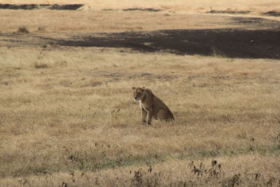 View of a cat on land