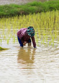 Woman working in  rice field at thailand.