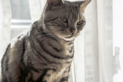 Close-up of a cat looking away