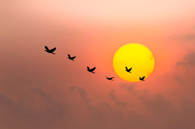 Low angle view of birds flying in sky