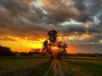 Trees on field against dramatic sky during sunset
