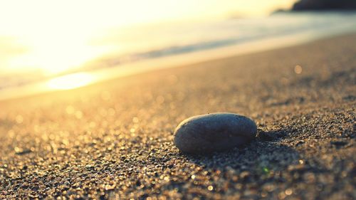 Close-up of seashell on sand at beach