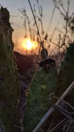 Close-up of cactus plant on field against sky during sunset
