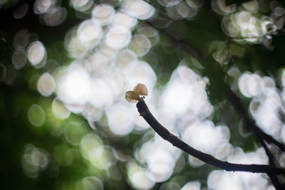 Close-up of snail on tree