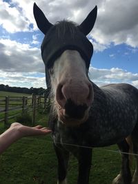 Close-up portrait of horse standing on field against sky