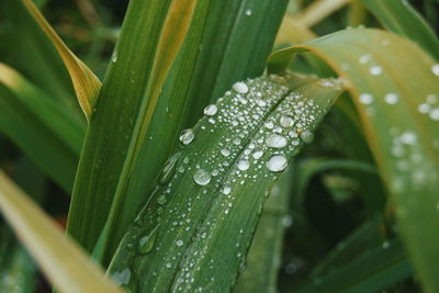 Close-up of water drops on leaf