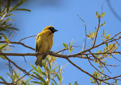 Weaver bird sitting on a tree branch