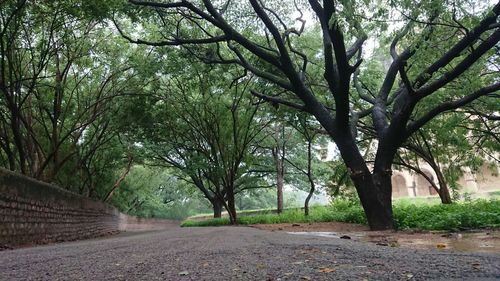 Trees in park