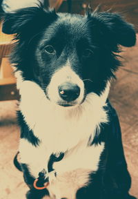 Close-up portrait of dog
