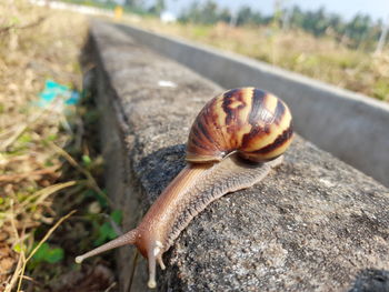 snail