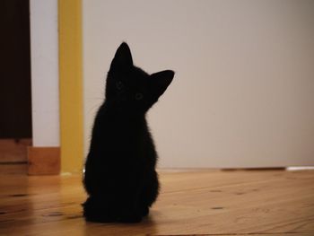 Cat looking away while sitting on hardwood floor