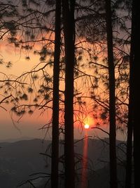 Silhouette trees against sky during sunset