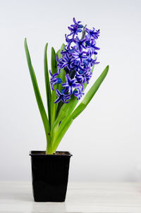 Close-up of potted plant on table