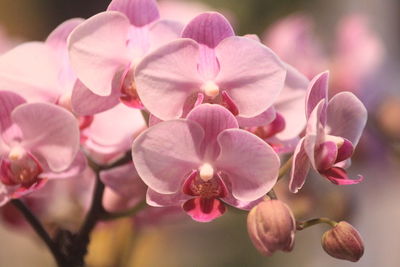 Phalaenopsis flowers are similar in appearance to butterflies