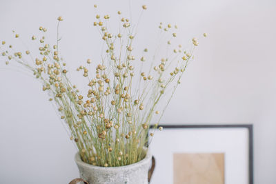 Close-up of potted plant on table against wall at home