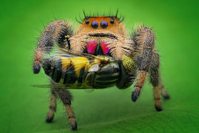 Close-up of spider on flower