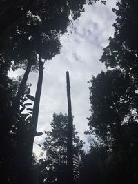 Low angle view of trees in forest against sky