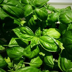 Close-up of green leaves