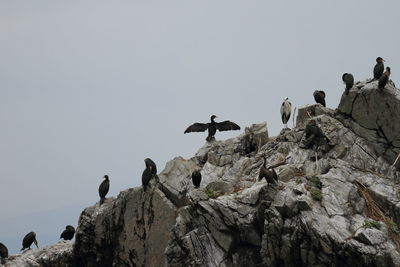 Low angle view of birds against clear sky