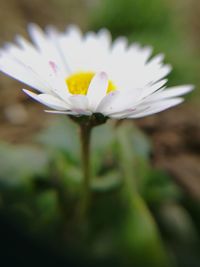 Close-up of white daisy flowers