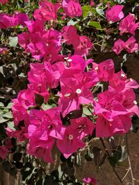 High angle view of pink bougainvillea blooming outdoors