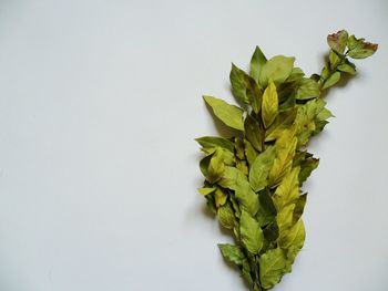 Close-up of leaves against white background