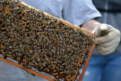 Close-up of hand holding beehive