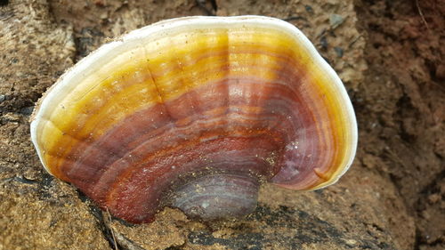 Close-up of a shell