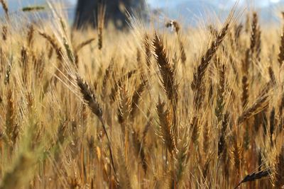 Close-up of wheat field