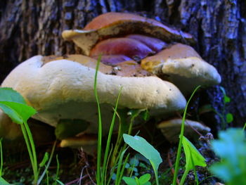 Close-up of mushroom growing in forest