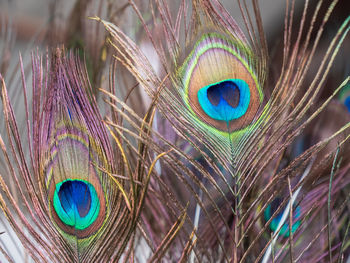 Close-up of peacock feathers