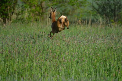 Sheep running in a field