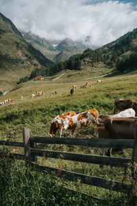 Herd of cows grazing on field surrounded by the dolomite mountains