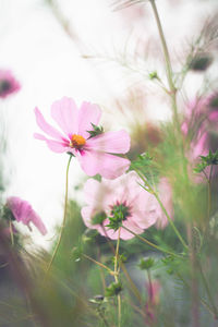 Close-up of pink cosmos flowers