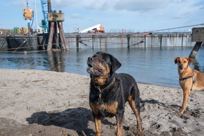 Dog on the beach