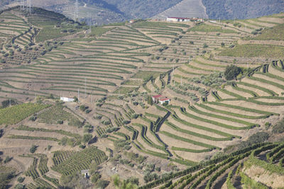 High angle view of rice field