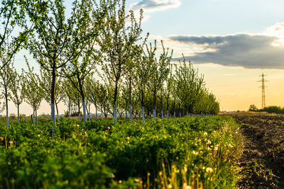 Plants growing on field against sky